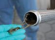 Micro-organism Contamination